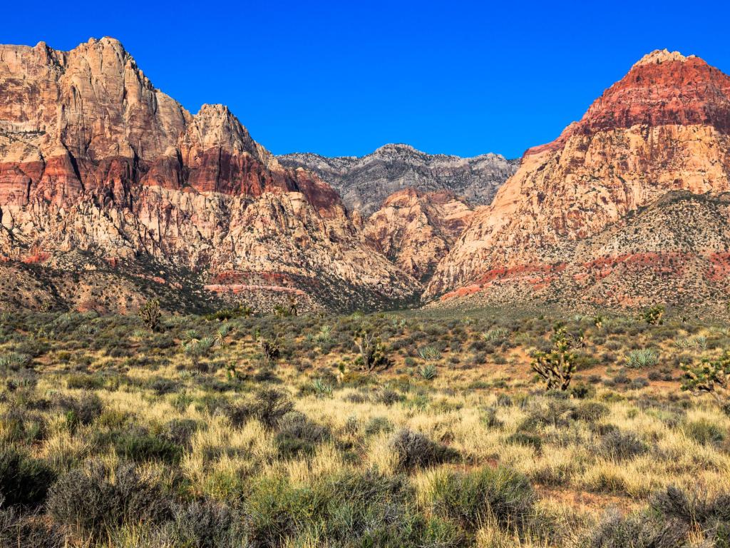 Red Rock Canyon Conservation Area, Nevada with grasses in the foreground and a panoramic view of the red rocks in the background against a striking blue sky.