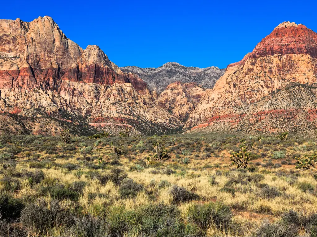 Red Rock Canyon Conservation Area, Nevada with grasses in the foreground and a panoramic view of the red rocks in the background against a striking blue sky.