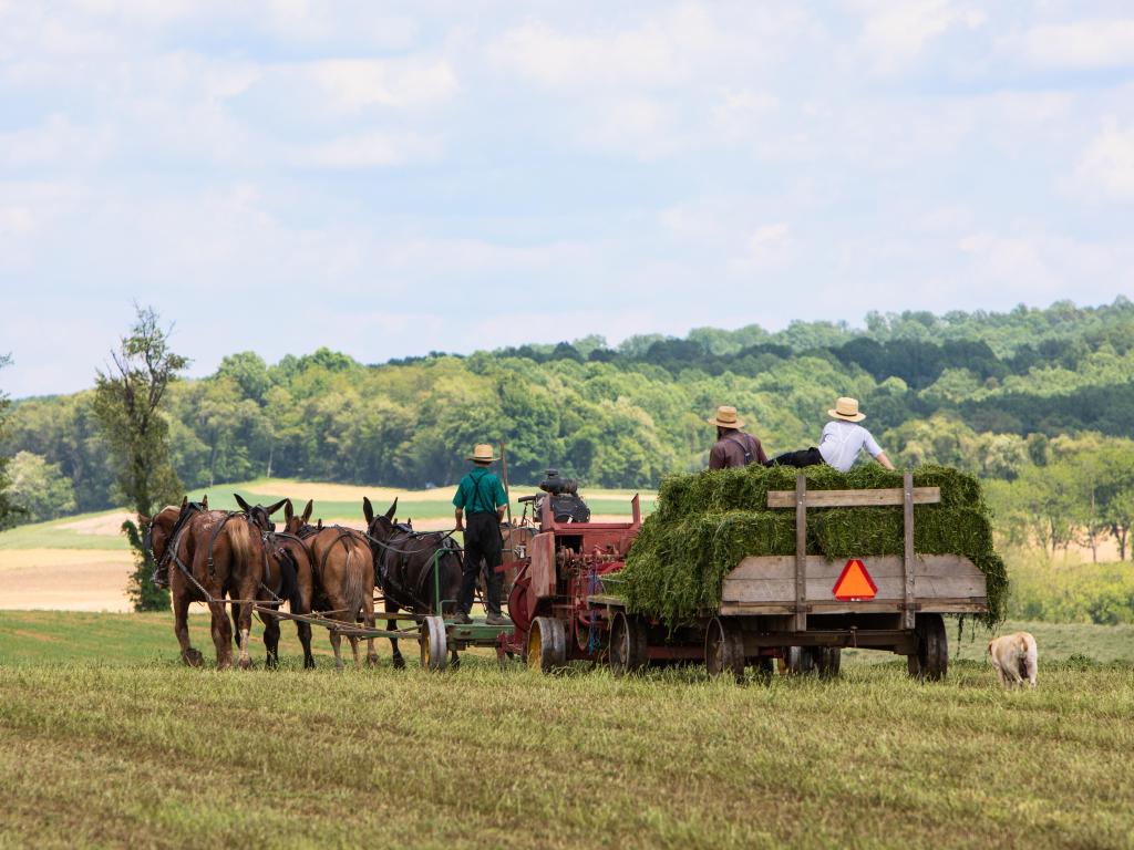 Amish Farmer Baling Hay onto Wagon