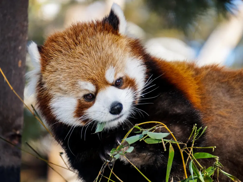Cutest red panda munching on some leaves with a serious look on its face - those eyebrows!