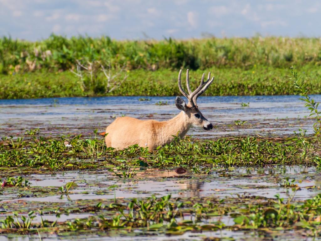 A marsh deer resting on the swamp of Esteros del Ibera, Argentina with green grasses on the background