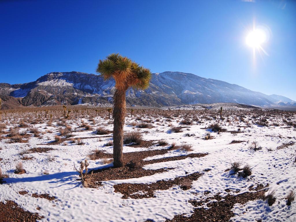 Snow covers the ground in Joshua Tree National Park in winter 