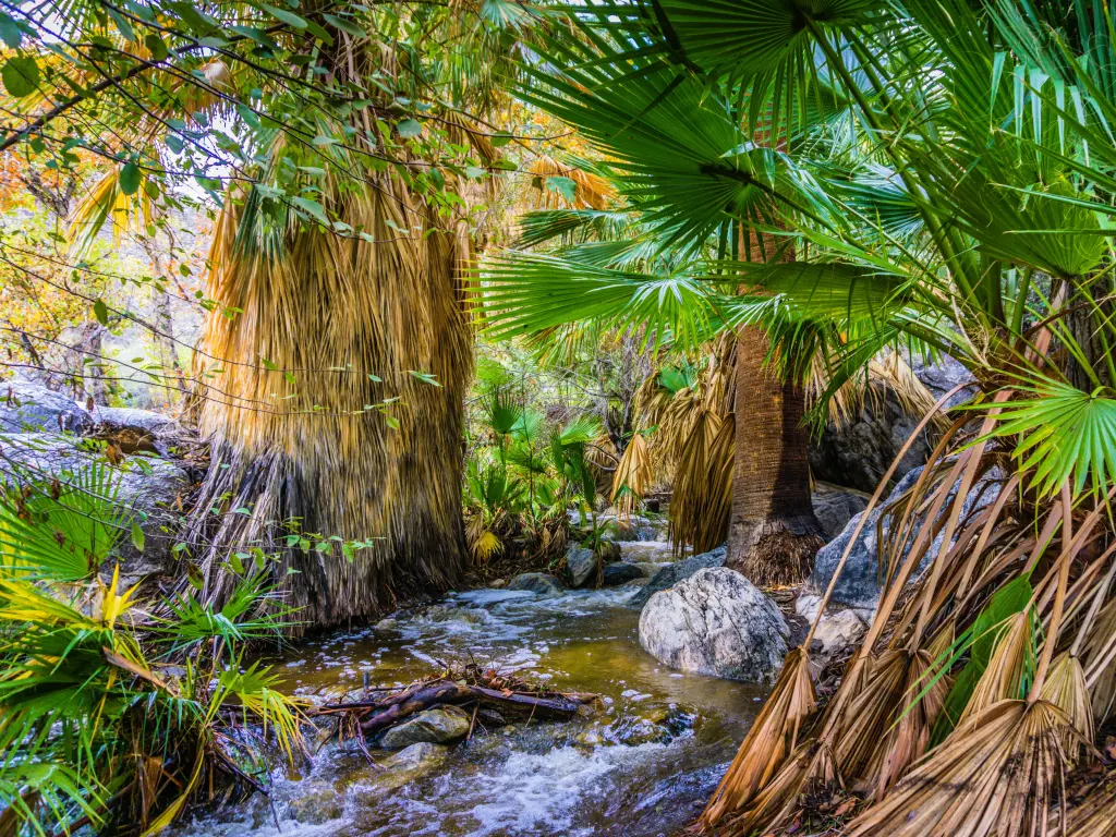 Stream with rocks and palm trees in Indian Canyons, Palm Springs