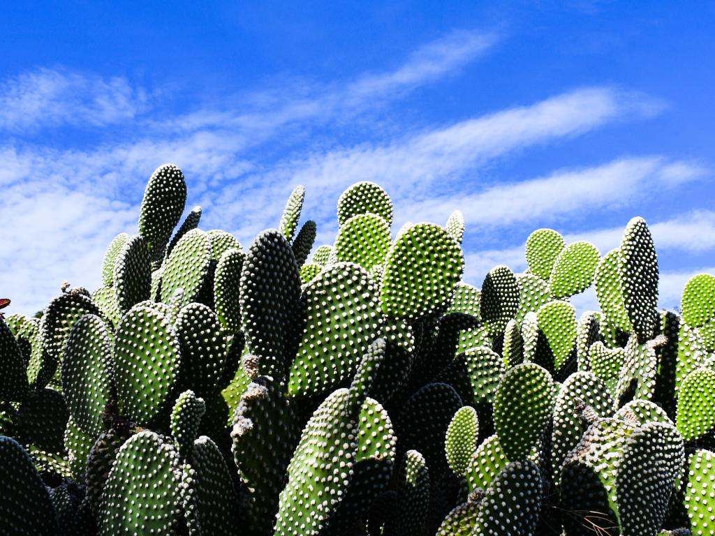 Big cluster of cactus with the blue sky in the background