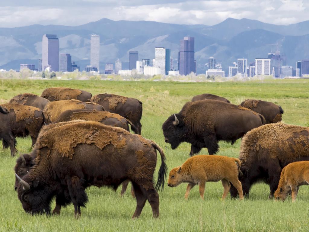 Rocky Mountain Arsenal National Wildlife Refuge, near Denver, Colorado with a bison herd at Rocky Mountain Arsenal National Wildlife Refuge, near Denver - mothers and calves with Denver skyline in background.