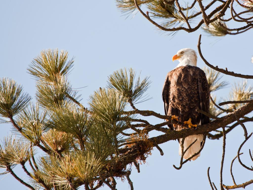Bald eagle on a tree in Coeur d'Alene Idaho, Mid-December