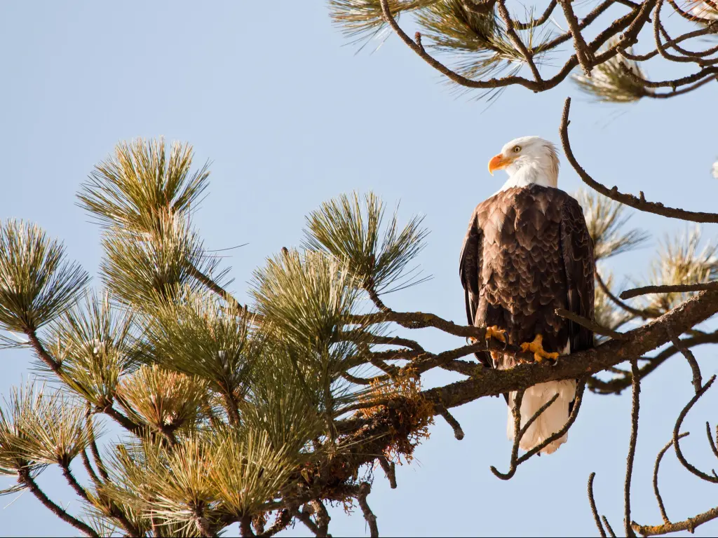 Bald eagle on a tree in Coeur d'Alene Idaho, Mid-December