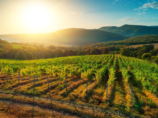 Rows of grape vines with mountains and the sun setting in the background