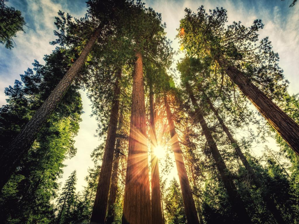 Tall Forest of Sequoias, Yosemite National Park, California