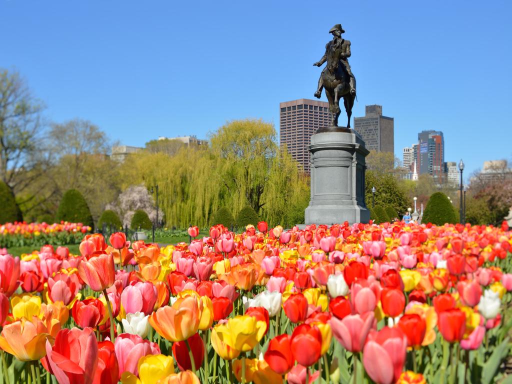 Statue of George Washington on a horse viewed from a low angle, surrounded by brightly coloured tulips