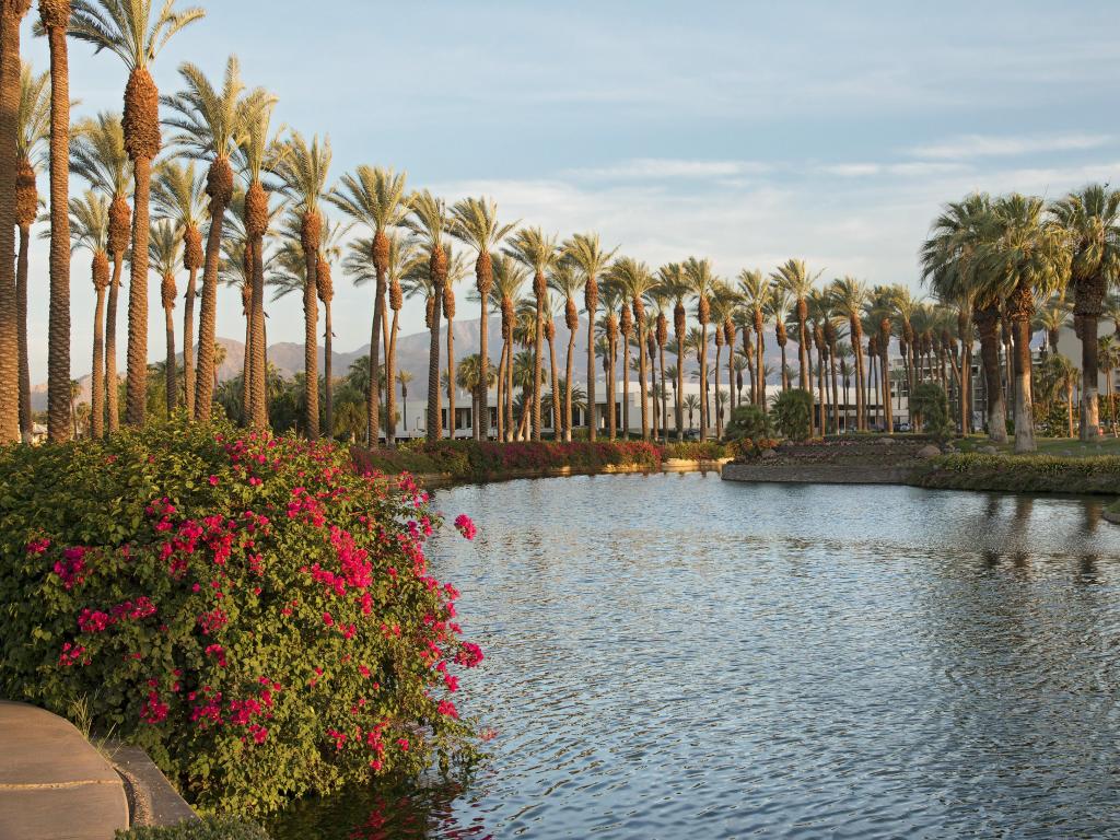 View of Palm Springs palm trees, CA