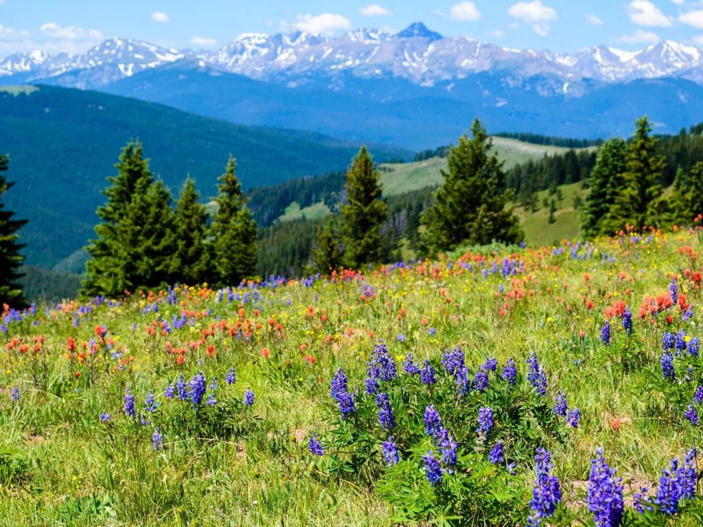 Wildflowers blooming on Shrine Pass, Vail, Colorado during spring. The red and purple flowers are framed by majestic mountains in the background
