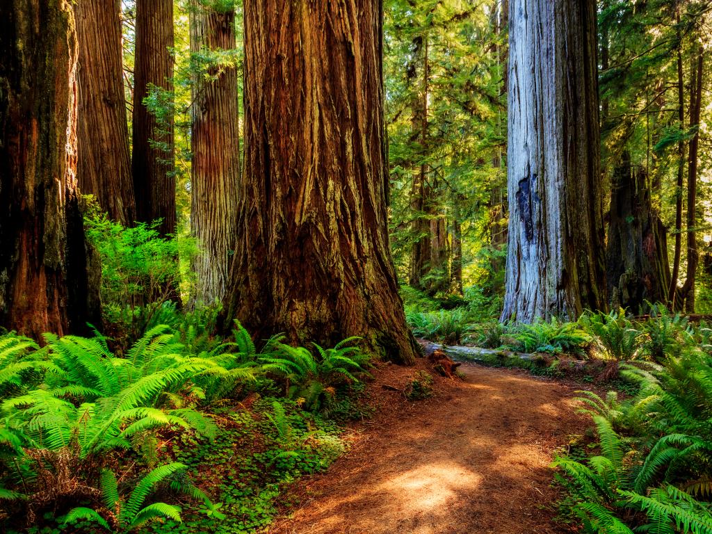 A path winding through giant trees in the Redwood National Park, California