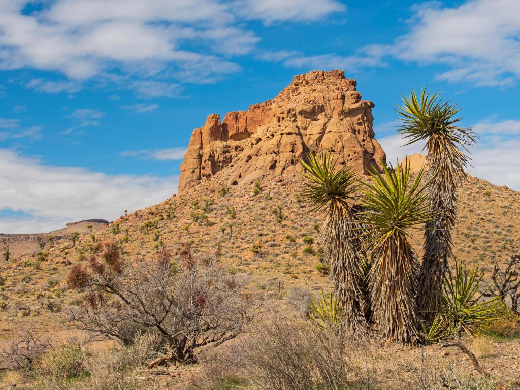 Mojave National Preserve, California, USA with a desert butte and Mojave Yucca on the Rings Loop Trail taken on a sunny day with palm trees in the foreground.