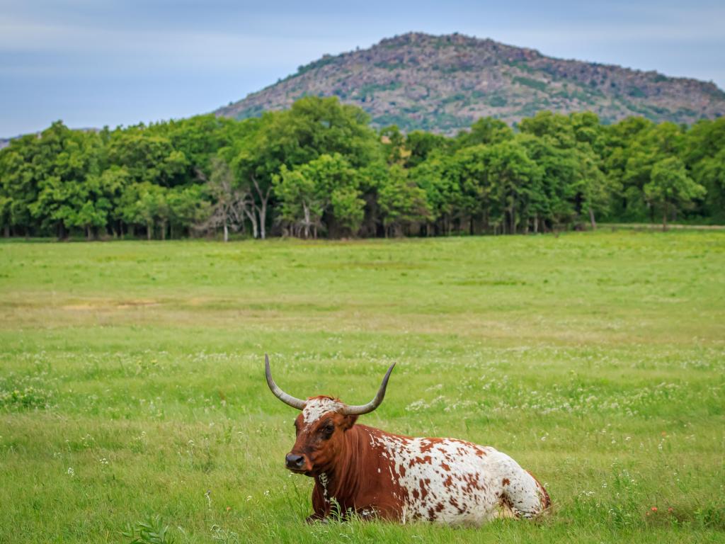 Brown and white Longhorn Cow in the grass, in front of a mountain at Oklahoma's Wichita Mountains National Wildlife Refuge