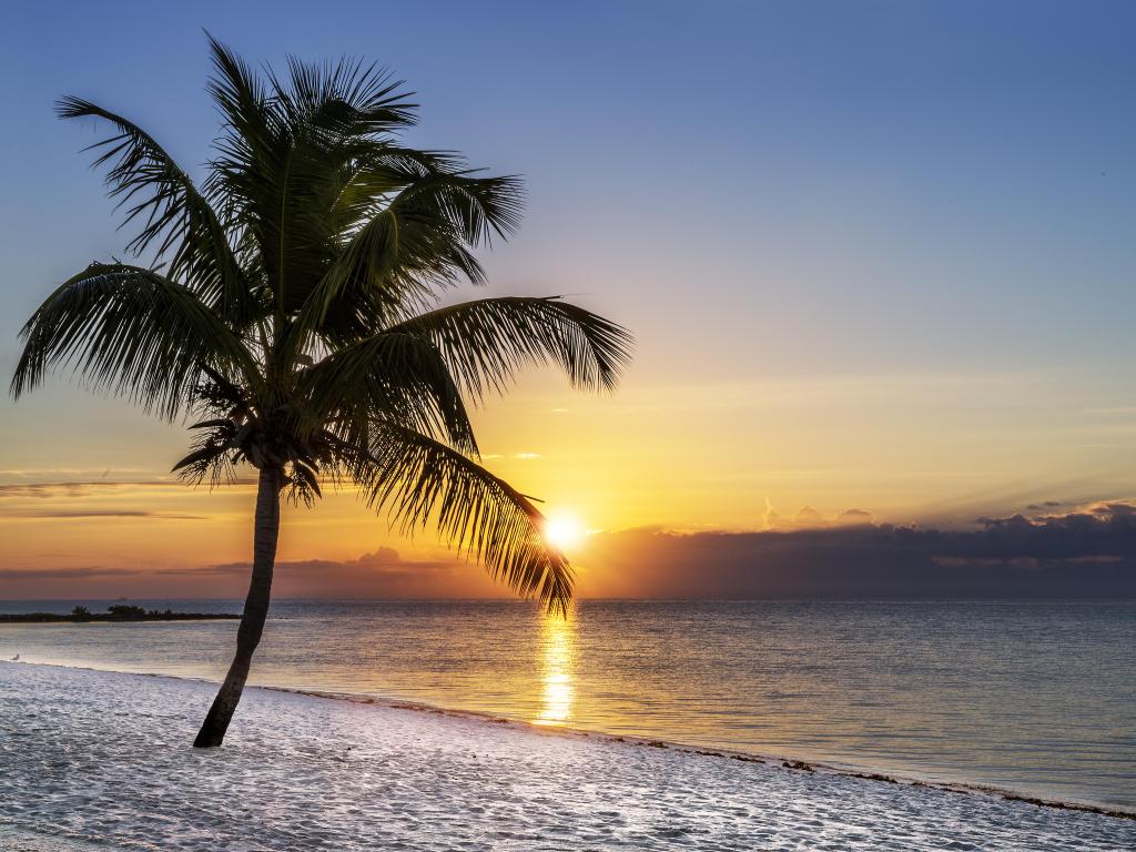 Beautiful sunrise on the beach with a palm tree at Key West, Florida, USA