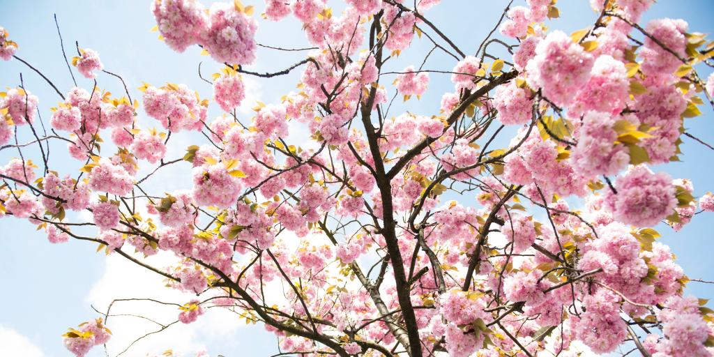 Branches of  cherry blossom tree in Amsterdam