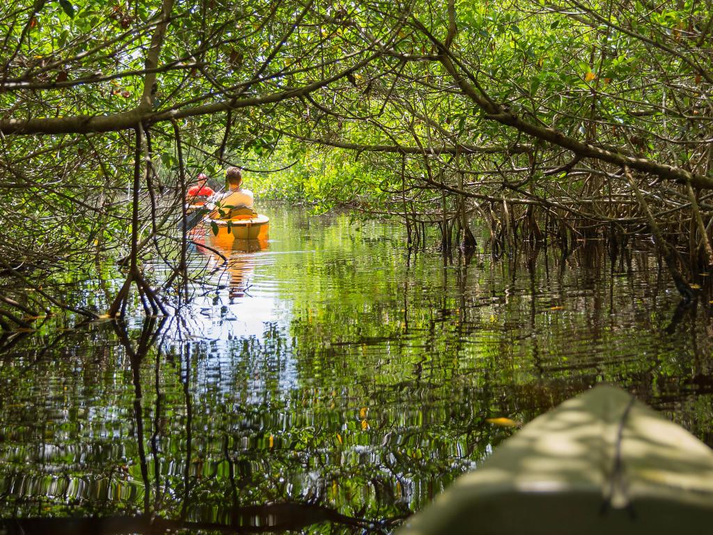 Kayaking in mangrove tunnels in Everglades National park, Florida, USA