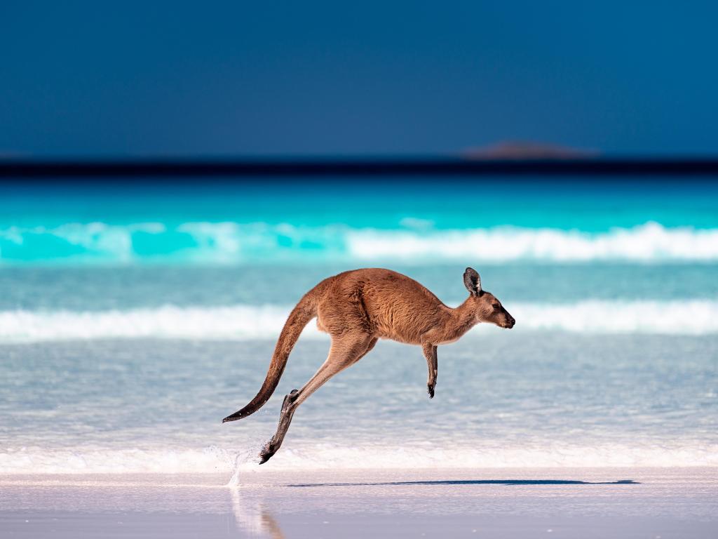 Kangaroo hopping along a white sanded beach with the bright blue sea in the background