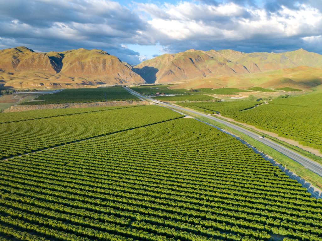 Olive Plantation in Bakersfield, California. Beautiful Sunset Light