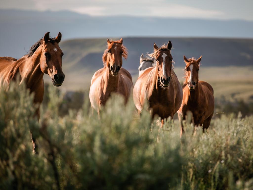 Plains, Montana, USA with a beautiful herd of American Quarter horse ranch horses in the dryhead area of Montana near the border with Wyoming.