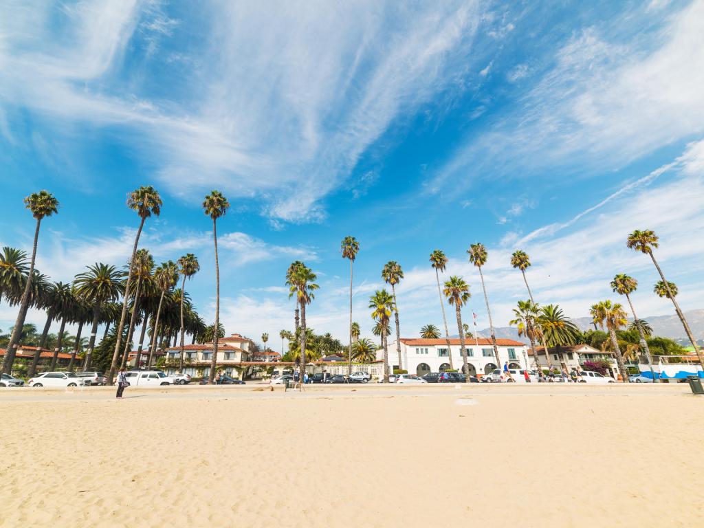 Palm trees by the shore in Santa Barbara, California