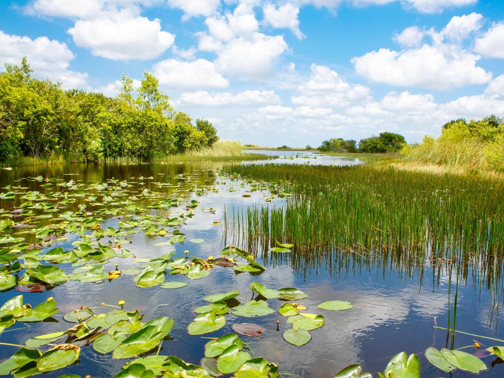 Florida wetland, Airboat ride at Everglades National Park in USA. Popular place for tourists, wild nature and animals.