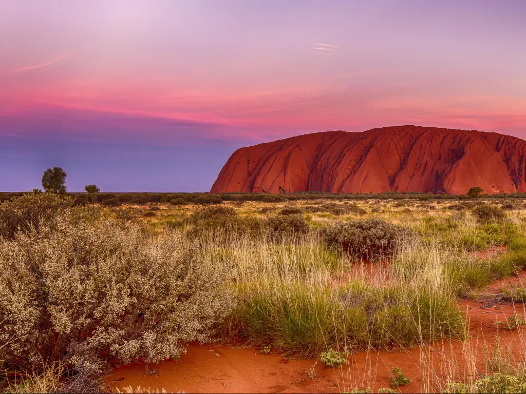 Ayers Rock, Uluru, Australia taken at sunset with the red rock in the distance and grasses and desert landscape in the foreground.