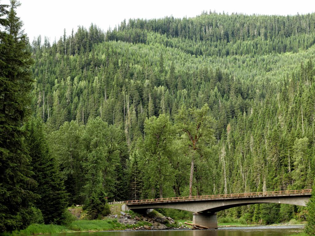 Coeur d'Alene National Forest, Idaho, USA with Douglas fir (Pseudotsuga menziesii) and other species of coniferous trees growing in the mountainous area and a bridge crossing the river in the foreground.
