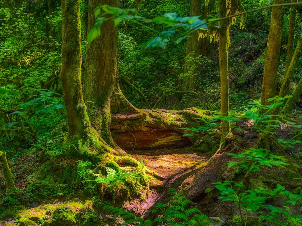 A shady enchanting scene in a fern-covered forest