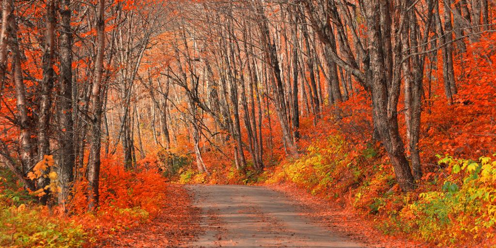 A road through Jacques-Cartier Park with orange autumn leaves