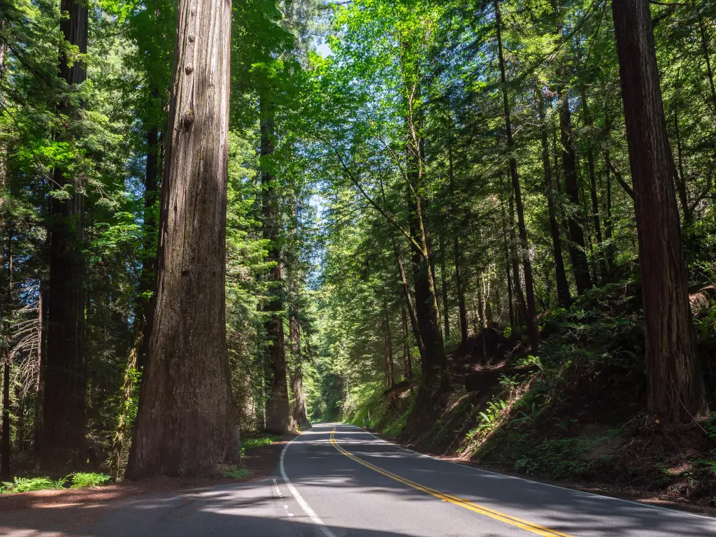 Road through the Avenue of the Giants, Humboldt Redwoods State Park