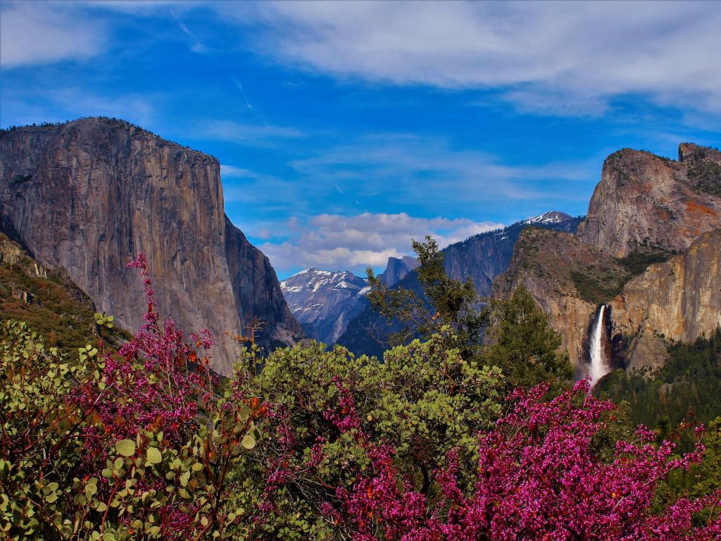 Yosemite National Park, California, USA as seen from the Tunnel View lookout with flowers in foreground and Bridalveil Falls, Half Dome, and El Capitan in background