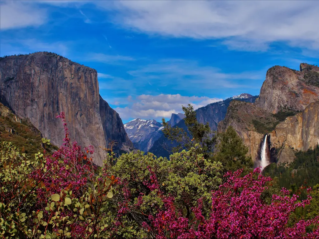 Yosemite National Park, California, USA as seen from the Tunnel View lookout with flowers in foreground and Bridalveil Falls, Half Dome, and El Capitan in background