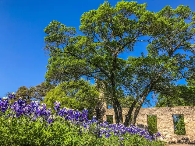 The ruins in Salado, Texas surrounded by green lush trees and bluebells