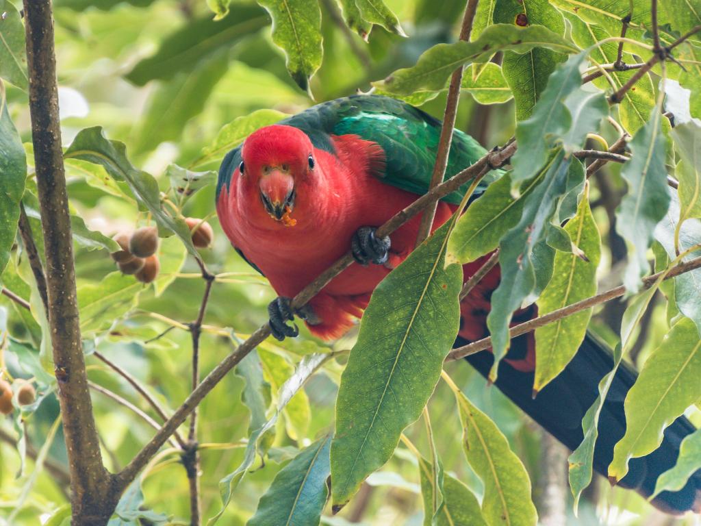 Red and green parrot in a green tree facing directly at the camera