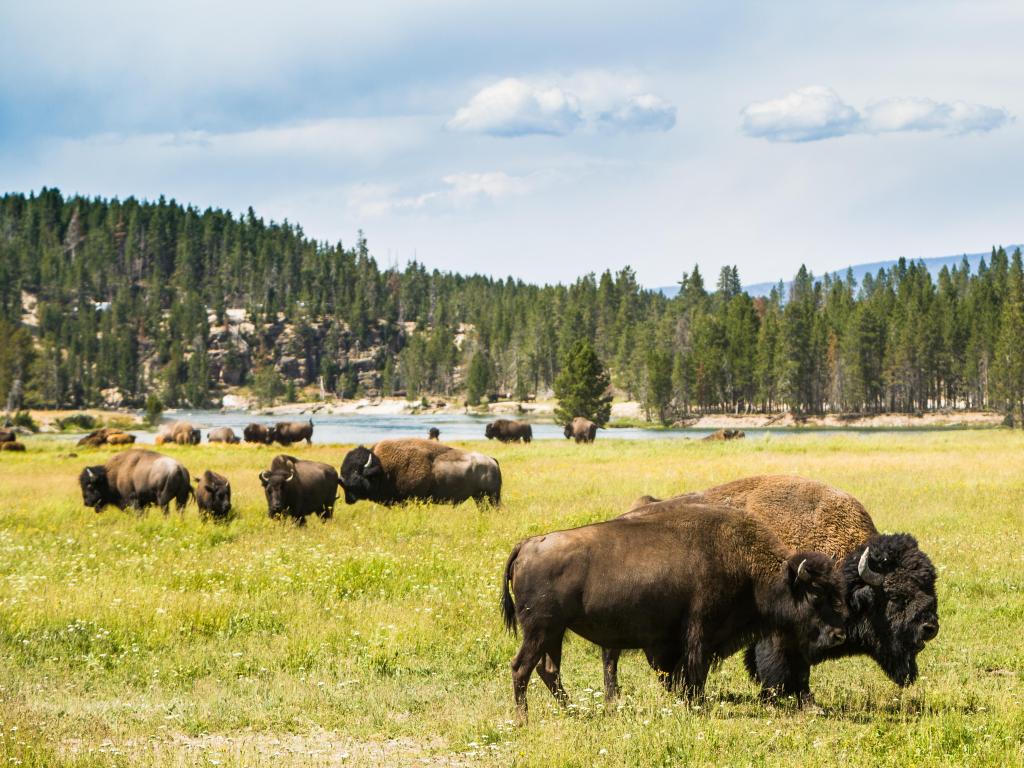 Yellowstone National Park, Wyoming, USA with bison (buffalo) in the foreground and a lake plus trees in the distance on a sunny day.