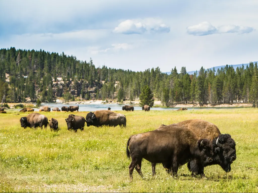 Yellowstone National Park, Wyoming, USA with bison (buffalo) in the foreground and a lake plus trees in the distance on a sunny day.