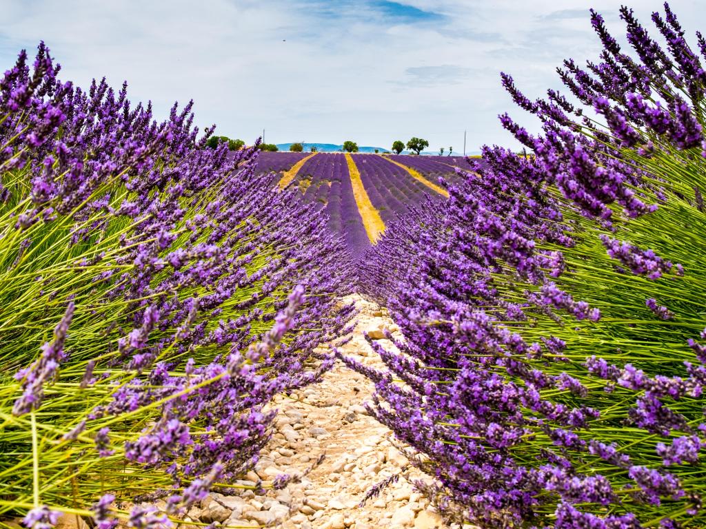 Lavender Fields, Aix En Provence on a sunny but somewhat cloudy day.