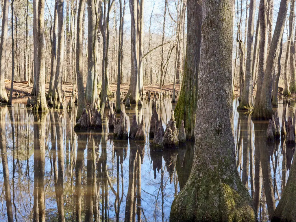 Cypress Swamp near the Natchez Trace Parkway, with trees reflected in the water