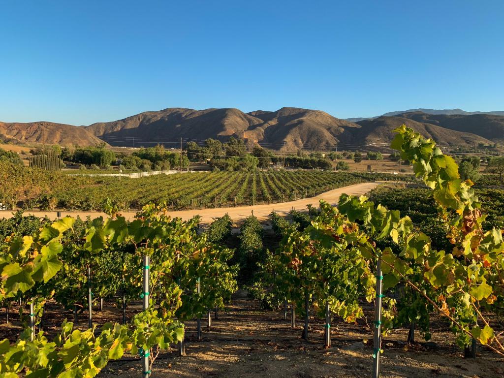 Vineyards at the wine region in Temecula, Southern California with the grapes in the foreground and the mountains behind.