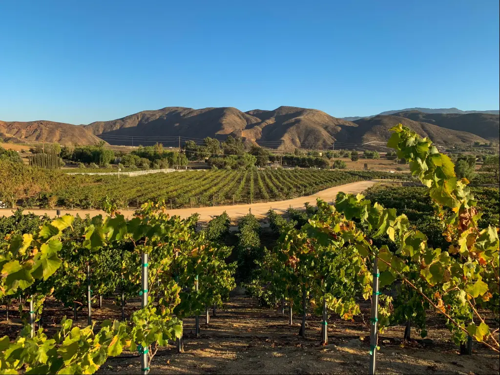 Vineyards at the wine region in Temecula, Southern California with the grapes in the foreground and the mountains behind.