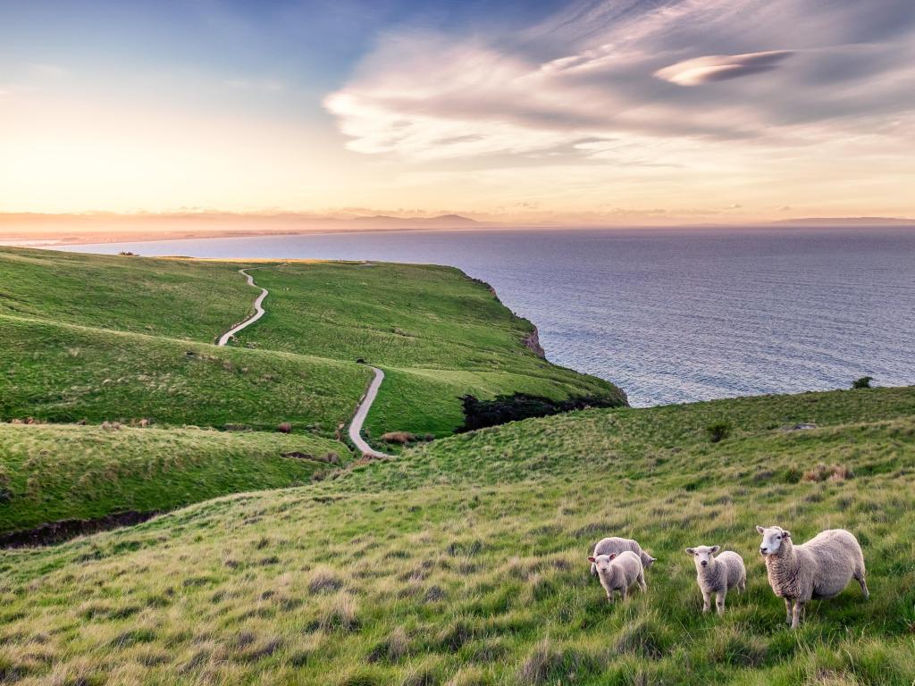 Christchurch, New Zealand with lambs and a sheep in the foreground, sweeping grassy hills and the sea in the distance at sunset.
