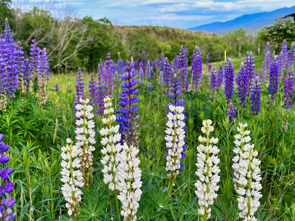 Purple and white lupine flowers in Hunter located in the Catskills