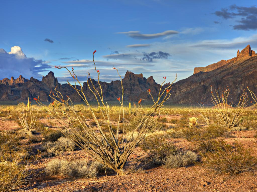 Kofa National Wildlife Refuge, Arizona, USA with Ocotillo in the foreground at sunset with rocky mountains in the distance. 
