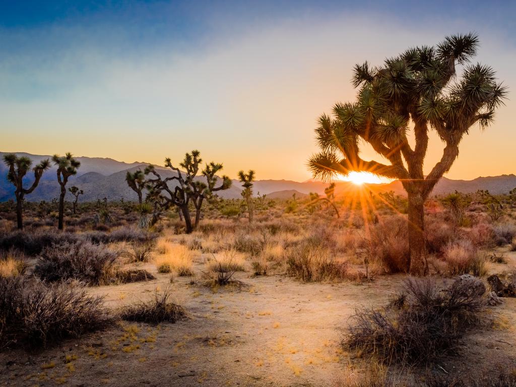 Sunset behind mountains in the Joshua Tree National Park, California.