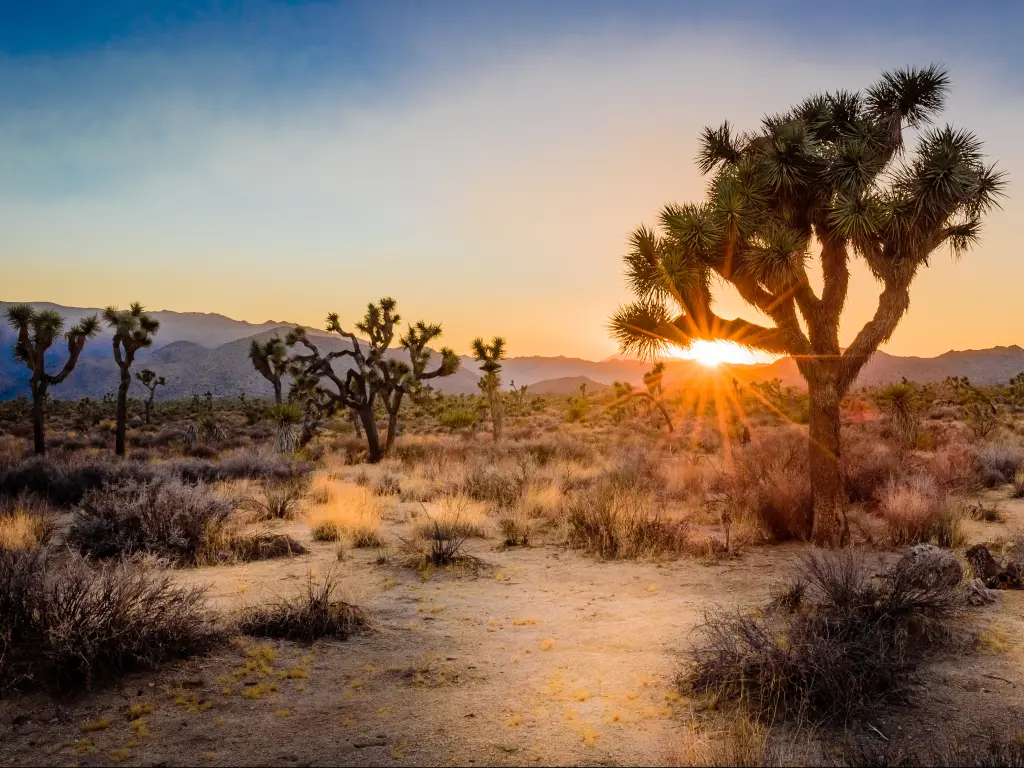 Sunset behind mountains in the Joshua Tree National Park, California.