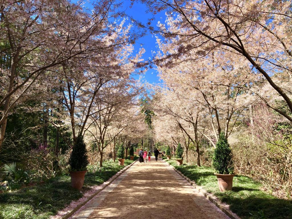 Cherry blossoms at the Sarah P. Duke Gardens in Durham, North Carolina