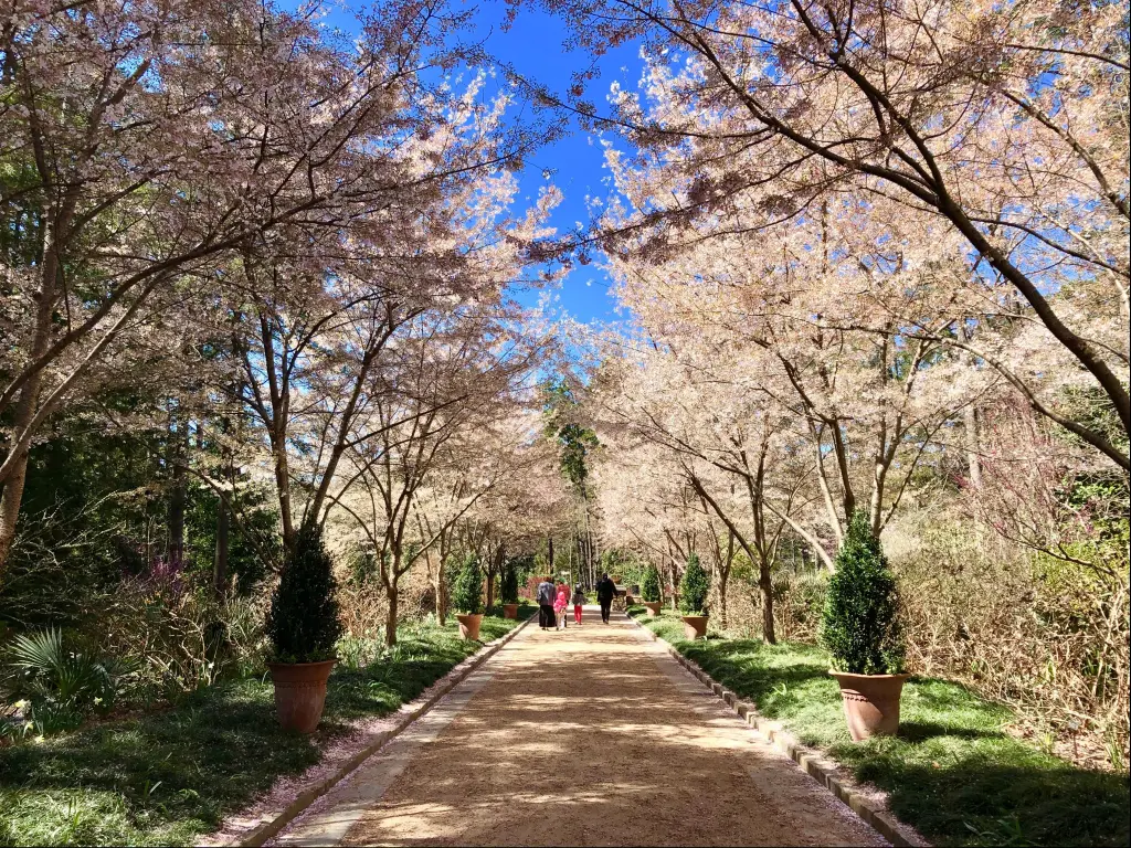 Cherry blossoms at the Sarah P. Duke Gardens in Durham, North Carolina