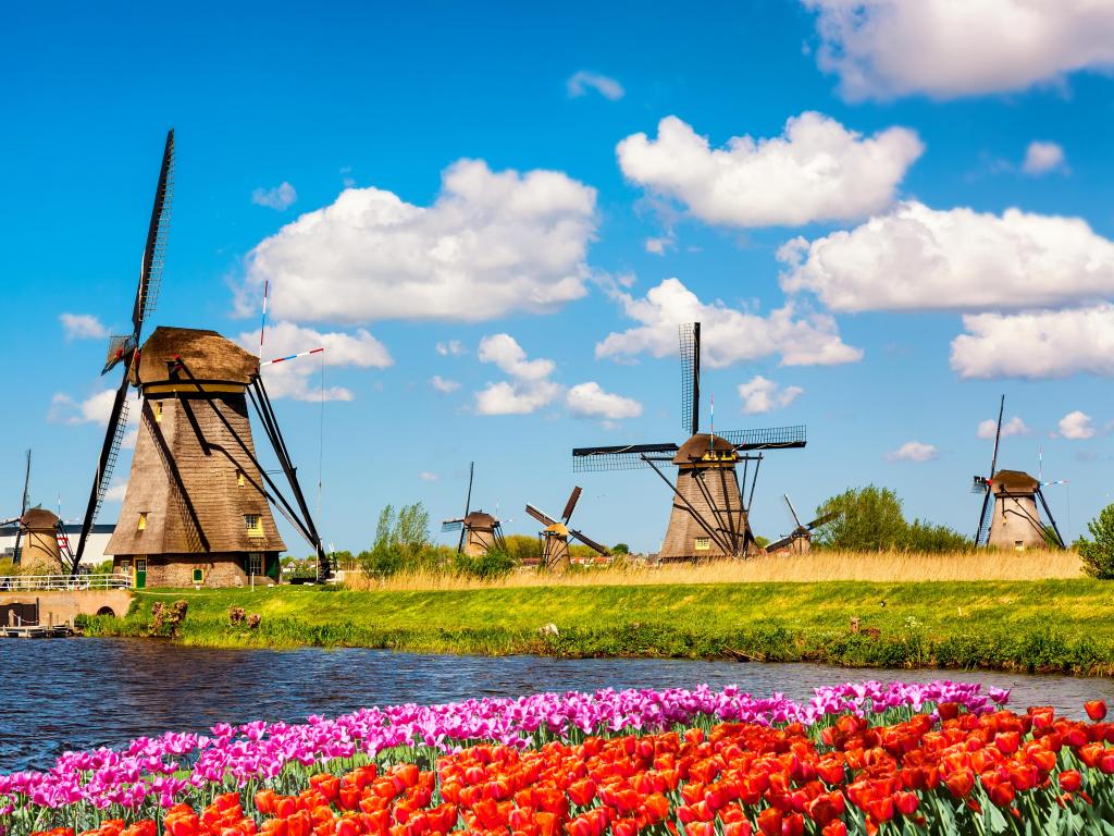 Colorful spring landscape in Netherlands, Europe. Famous windmills in Kinderdijk village with a tulip flowerbed in Holland. Famous tourist attraction in Holland